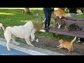 the bravest cat caught on camera defeating dogs