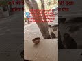 viralvideo hindi youtubserch viralvideoshorts funny terndigvideo monkey comedy mostpopular