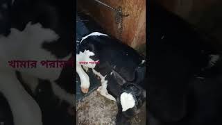 একদিনের বাচ্চুর #পরামর্শ #গরু_পালন_ও_পরিচর্যা #shykhseraj