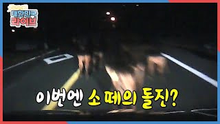 심야 도로에 갑자기 나타난 소떼?? 로드킬 피하려다 발생하는 2차 사고!  [한문철의 블랙박스] KBS 2120114 방송