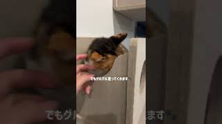 風花引っ越しました！#さかがみ家 #保護犬 #保護猫 #cat #dog #猫のいる暮らし