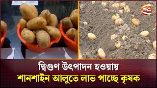 জনপ্রিয় হচ্ছে নতুন জাতের আলু শানশাইন | Chandpur Potato | Channel 24