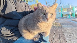 他の猫を警戒するトトロ猫をひざにのせて落ち着かせる