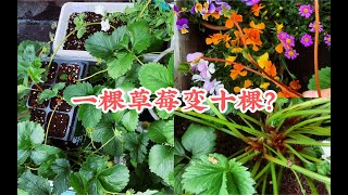 两种方法繁殖草莓，一棵草莓变五棵？变十棵？