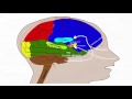 Brain reaction. Reflex body .What does respond to stimuli mean.