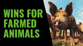 WINS for farmed animals