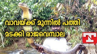 വാവയ്ക്ക് മുന്നില്‍ പത്തി  മടക്കി രാജവെമ്പാല| Vav Suresh Catching King Kobra