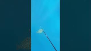 【魚突き】水深17メートルでヒラメを見つけた　Spearfishing  #Shorts