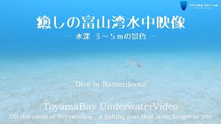 【富山湾水中映像】水中ドローンで潜る富山湾　美しい砂地の海底