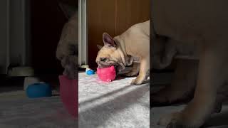 ターゲットはピンク🐷 #frenchbulldog#フレンチブルドッグ#フレンチブルドッグフォーン