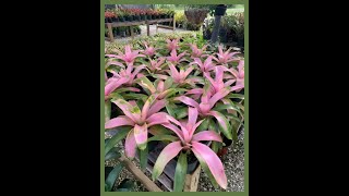 Maree Farms Bromeliads and More Buckingham, Fort Myers Fl