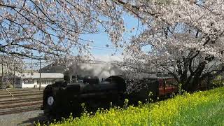 秩父鉄道　SLパレオエクスプレス「SL秩父錦号」ひろせ野鳥の森～大麻生　桜堤　2022.4.2