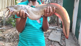 Big size anglaya  fish curry