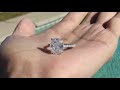 6.50 carat elongated cushion diamond hidden halo cathedral ring