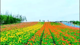 春暖花开：田间梨花开 促进乡村文旅融合发展