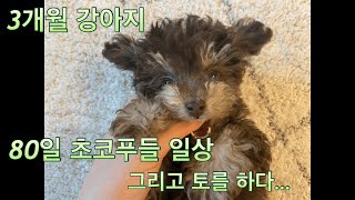 [토이푸들vlog] 3개월 초코푸들 일상 그리고 구토