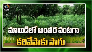 మామిడిలో అంతర పంటగా కరివేపాకు సాగు | Farmer Appa Rao Success Story | Matti Manishi | 10TV Agri