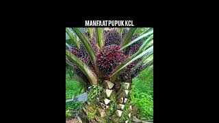 Manfaat pupuk KCL bagi tanaman kelapa sawit #kelapasawit #petanisawit #pupukkcl #pupuk