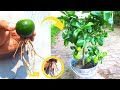 How to Grow Limes in a Pot from Fruit 100% Success for Beginner -  Growing Citrus in Containers