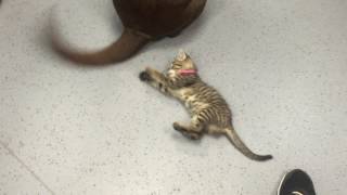 Kitten Plays With Wagging Dog Tail