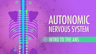 Autonomic Nervous System: Crash Course Anatomy & Physiology #13