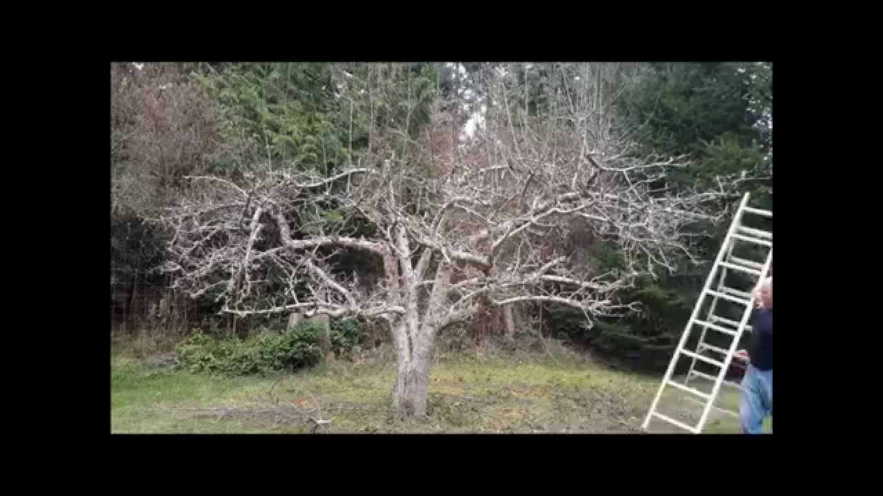 Apple Tree Pruning Time Lapse Youtube
