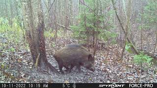 Big Wild Hog/Mežacūka