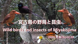 2024 野鳥(No44) 4K宮古島の野鳥と昆虫Wild birds and insects of Miyakojima#野鳥#昆虫