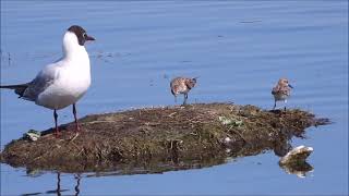 Kleine Strandloper / Little Stint - Harelbeke (Belgium) - 22/05/2022