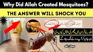 The Mysterious Facts About Mosquito In Quran || An Authentic Mystery