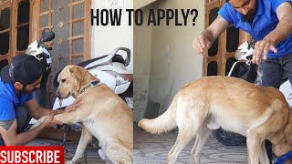 How to apply Coconut oil on dog skin? | Applying Coconut oil on my labrador- Oscar the labrador