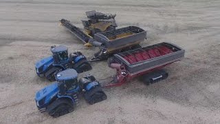 Canola harvest 2016. Canada. MY AGRO . #MYAGROTOURS