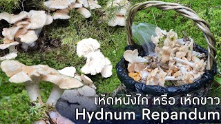 เห็ดหนังไก่ หรือ เห็ดขาว Hydnum Repandum 🇸🇪 Blek_Taggsvamp 🇳🇴Piggsopp  เห็ดฝรั่งกินได้‼️