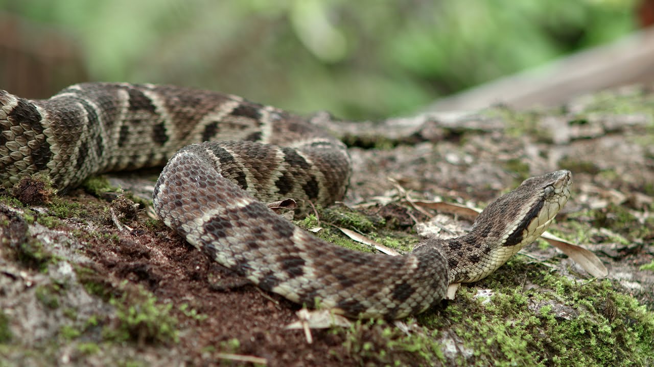 Relocating A Highly Venomous Snake In Trinidad Part 1 - YouTube