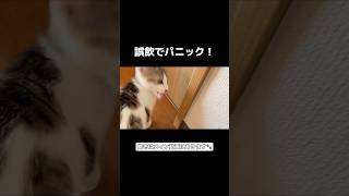 誤飲してパニック　#保護猫  #猫　#shorts