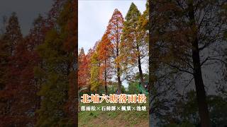 新竹北埔｜北埔六塘石柿餅落羽松｜Hsinchu Beipu Bald Cypress