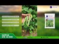 best dolichos seeds sarpan dolichos 42 vine chikkadu gvar fhali seim call 8884448098