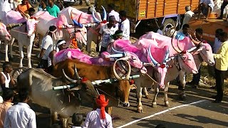 Kudubandi Bullock cart race Chittaragi