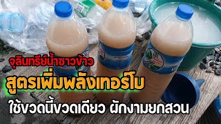 สูตรทำ...จุลินทรีย์น้ำซาวข้าวสูตรเพิ่มพลังเทอร์โบ ใช้ขวดนี้ขวดเดียวผักงามยกสวน ต่ายHunberryz.