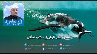 رائعة 016 -   تضحية طائر البطريق - الأب المثالي