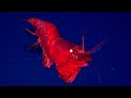 12 Strange Deep Ocean Creatures Found by ROVs in Mid-Atlantic Ridge North of Azores