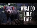 WHAT DO TASMANIAN DEVILS EAT?