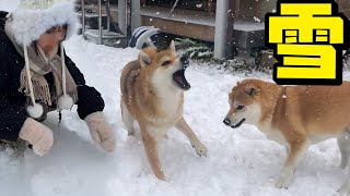 雪ではしゃぐ柴犬姉妹と兄妹がかわいい