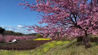 浜松市西区東大山の河津桜