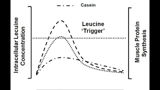 Built by Science #4 - 210kg Kniebeuge \u0026 Mahlzeitenfrequenz zur Optimierung der Muskelproteinsynthese