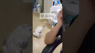 고양이 츄르 몰카 #shorts