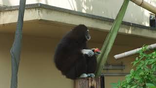 シロテテナガザル クロマティ トマト20210802／A white-handed gibbon eats a tomato that was donated to her.