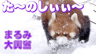 【レッサパンダ】雪降ってまるちゃん気分高揚　December 2 , 2021　Red Panda MARUMI at Maruyama Zoo