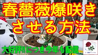 大好評‼️春薔薇【爆咲き】させる方法🌹今年もこれで爆咲きだ😊🐻‍べーサルシュートも出ます‼️