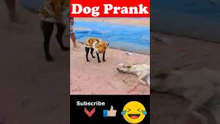 🐯Prank Dog 😂 | Dog Wear Tiger Mask Fake Tiger So Funny Dogs Prank Try To Stop Laugh 2023 #shorts 🐕